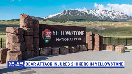 Bear Attack Injures Hikers In Yellowstone National Park