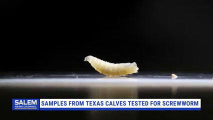 Samples From Texas Calves Tested For Possible Screwworm