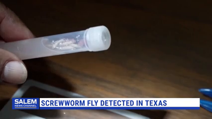 USDA Expects To Contain Screwworm Case In Texas