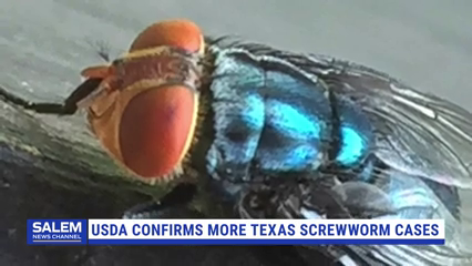 Flesh-Eating Cattle Parasite Spreading In Texas