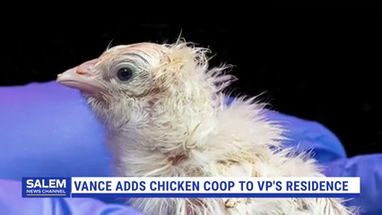 Vance Adds Chicken Coop, Chicks To VP's Residence